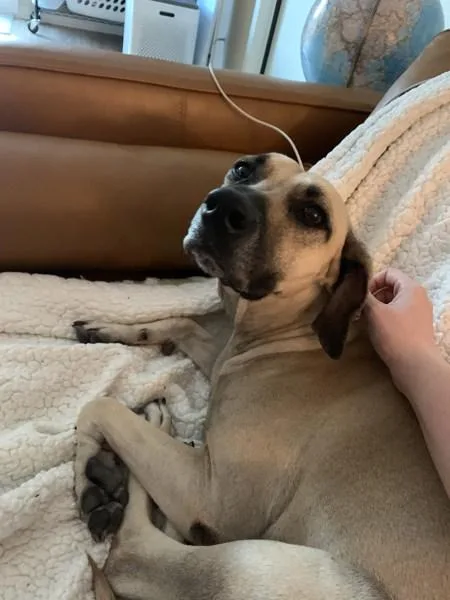 An adult large-sized female Black Mouth Cur dog named Angel for adoption in Austin, TX