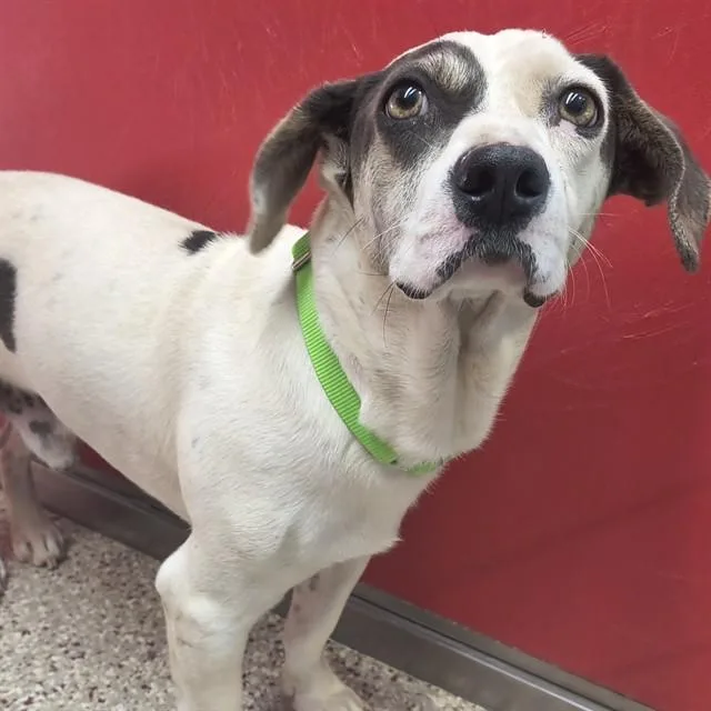 A young small-sized male Dachshund dog named Checker for adoption in Tucson, AZ
