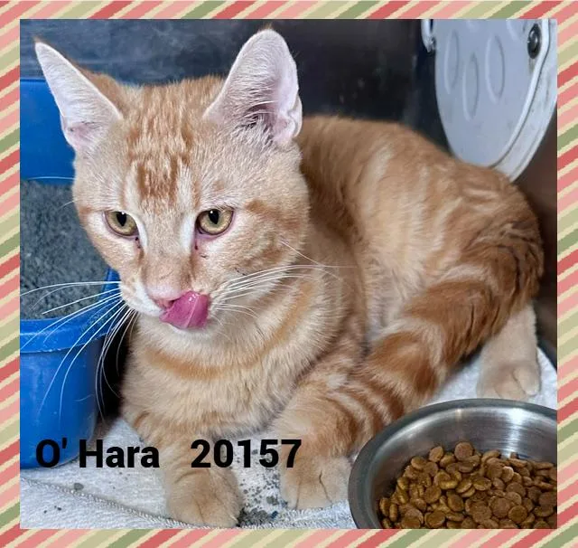 A young medium-sized male Orange & White Domestic Short Hair cat named O'Hara for adoption in Marietta, GA