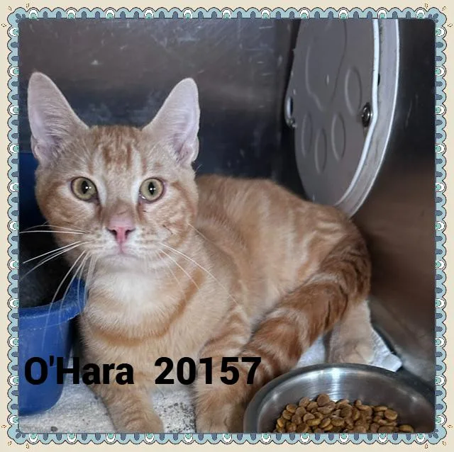 O'Hara thumbnail 2