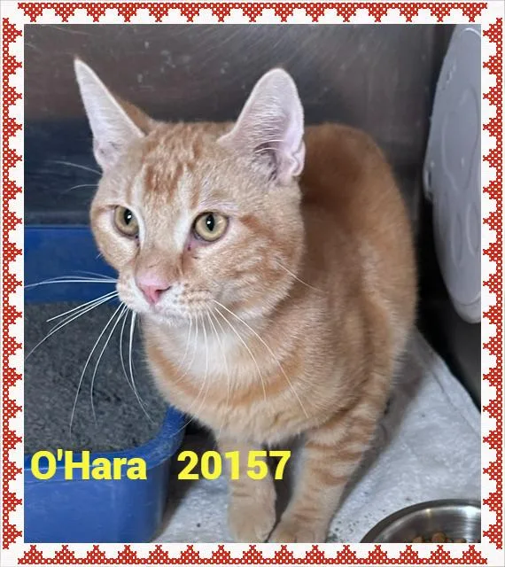 O'Hara thumbnail 3