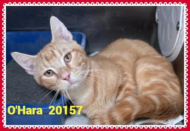 O'Hara thumbnail 4