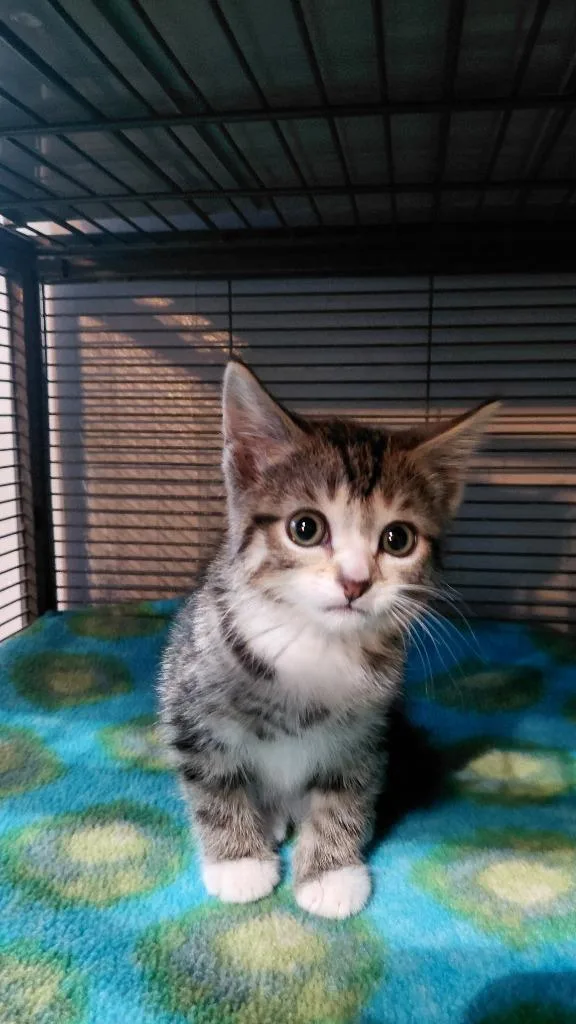 A baby medium-sized female Domestic Short Hair cat named Fiona for adoption in Cincinnati, OH
