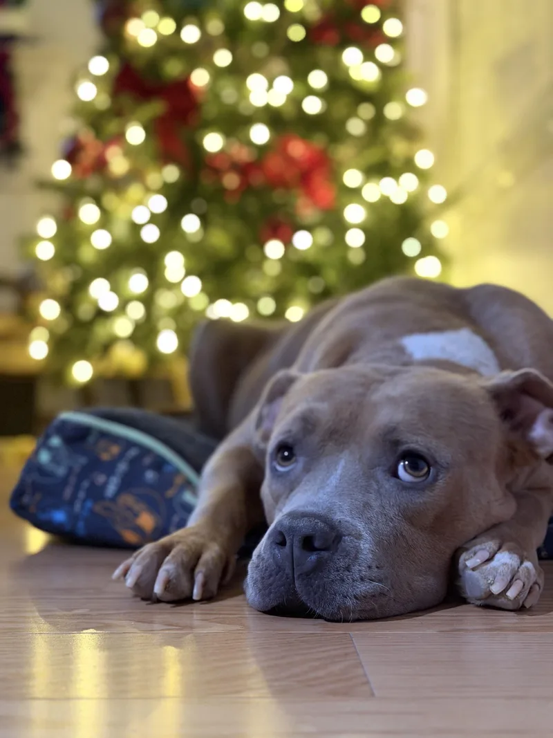 A young medium-sized female Yellow / Tan / Blond / Fawn Staffordshire Bull Terrier dog named Kiki for adoption in Santa Monica, CA