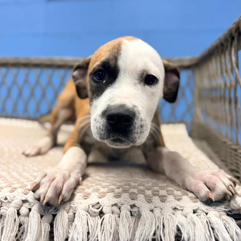 A baby small-sized male Yellow / Tan / Blond / Fawn Hound dog named Martie for adoption in Belleville, IL