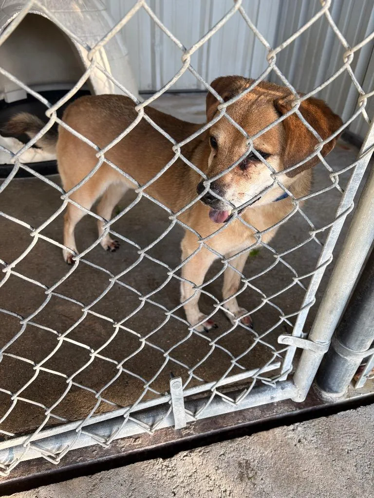 An adult medium-sized male Beagle dog named Yurtle for adoption in Ada, OK