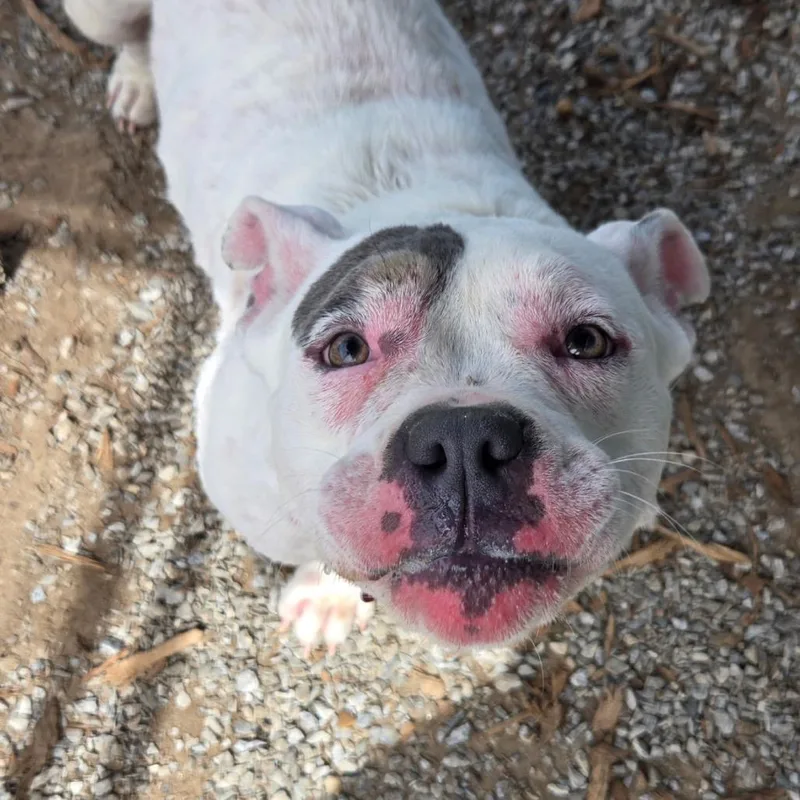 An adult medium-sized female White / Cream Pit Bull Terrier dog named Nala for adoption in Pennsville, NJ
