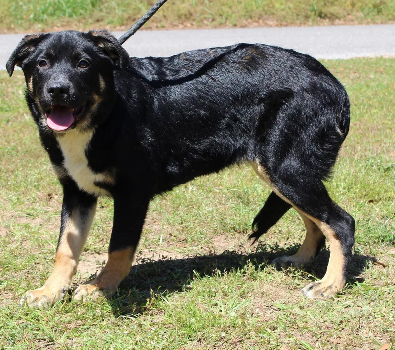A young extra large-sized male Rottweiler dog named Marshall for adoption in Prattville, AL