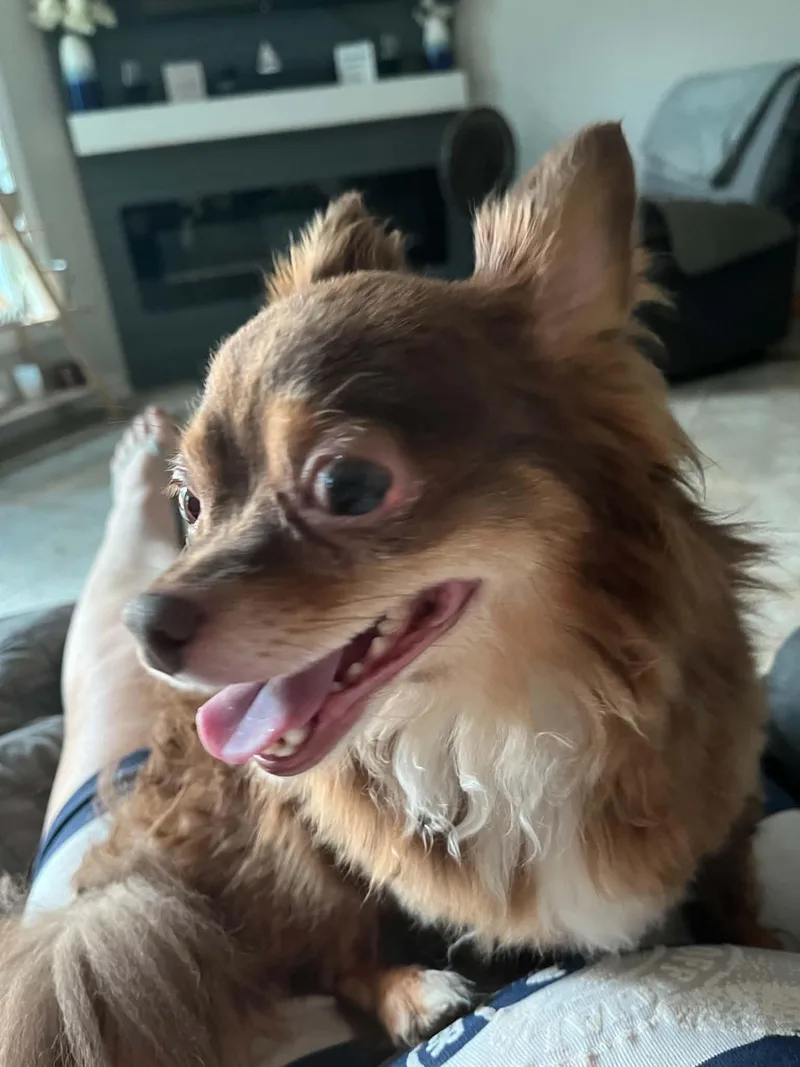 An adult small-sized male Chihuahua dog named Koda for adoption in Panama City, FL