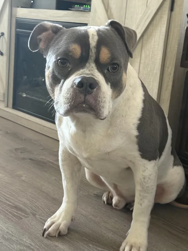 An adult large-sized male Mixed Breed dog named Halo for adoption in New York, NY