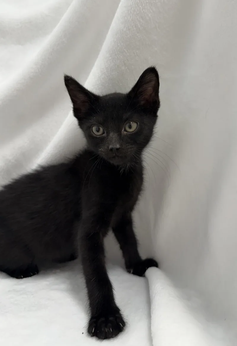 A baby medium-sized male Black Domestic Short Hair cat named Dash for adoption in Greensboro, NC