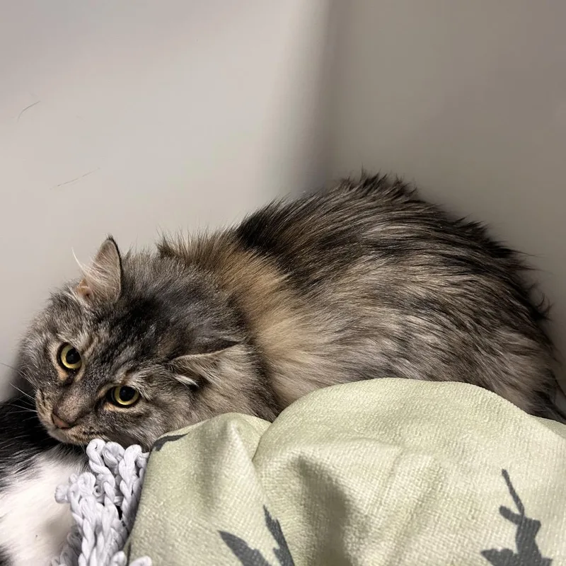 A senior large-sized female Brown / Chocolate Domestic Long Hair cat named Luna for adoption in Henderson, NV