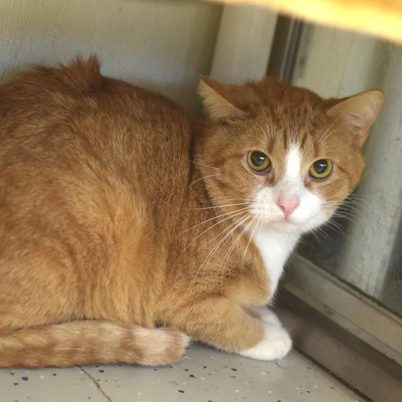 An adult medium-sized male Orange / Red Domestic Short Hair cat named Mini Me for adoption in Belleville, IL