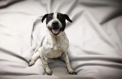 An adult large-sized male Mixed Breed dog named Taz FKA for adoption in West Chester, PA