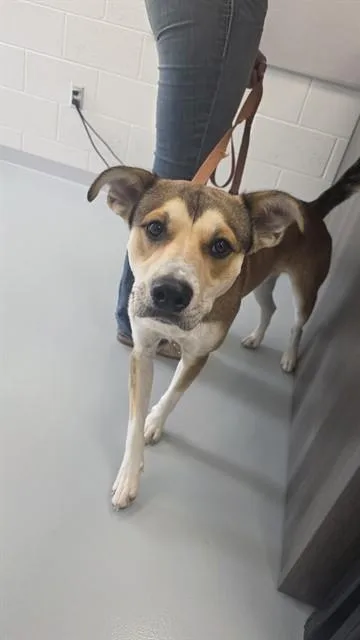 A young large-sized male Black Mouth Cur dog named Pringle for adoption in Ocala, FL