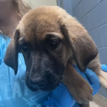 An adult medium-sized female Shepherd dog named Oprah Woofrey for adoption in Merriam, KS