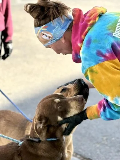 An adult large-sized male Yellow / Tan / Blond / Fawn Mixed Breed dog named Sweet And Spicy Sriracha for adoption in El Paso, TX