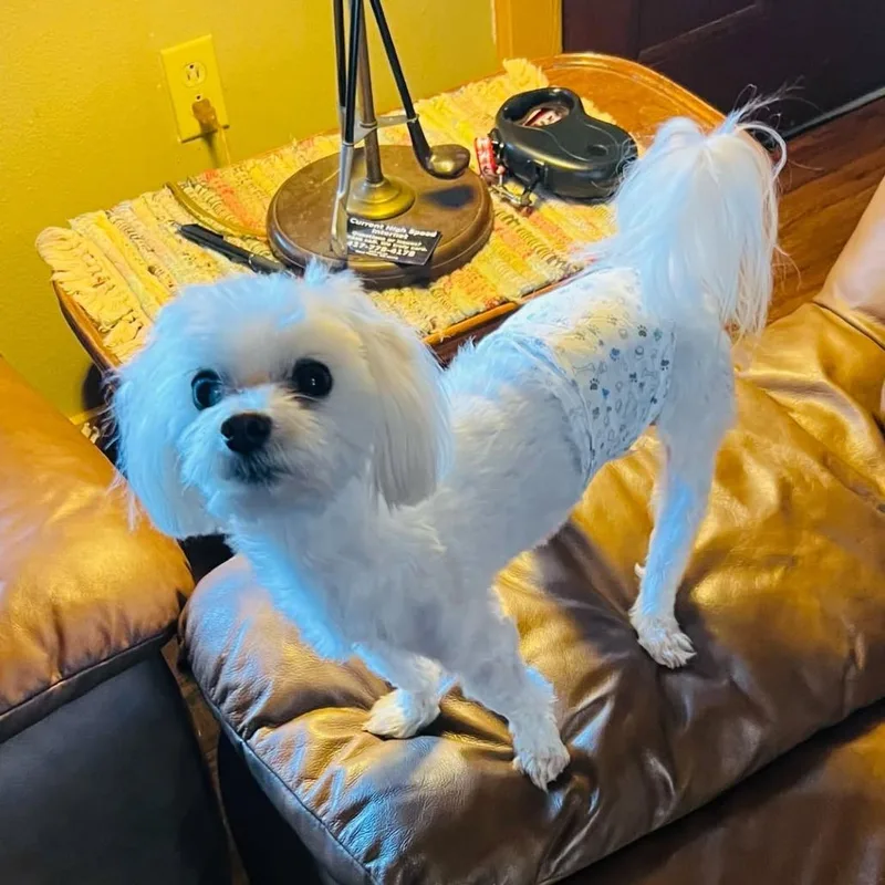 A senior small-sized male White / Cream Maltese dog named Sammy for adoption in Rogersville, MO