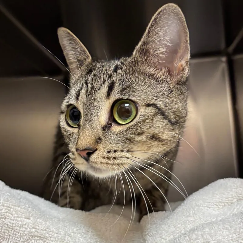A young small-sized female Brown / Chocolate Domestic Short Hair cat named Jade for adoption in Springfield, MA