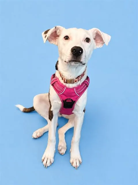 A young medium-sized female Australian Shepherd dog named Birdie for adoption in Westminster, MD