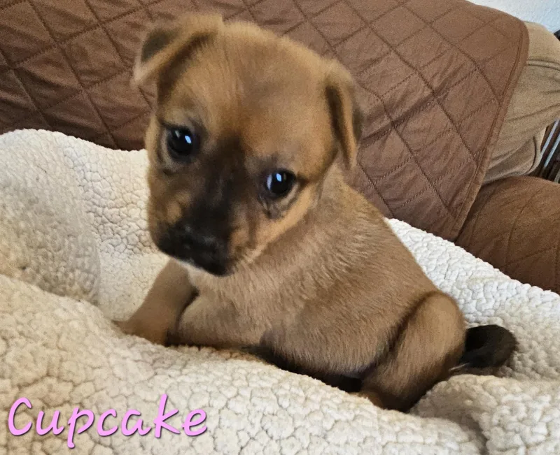Cupcake thumbnail 2