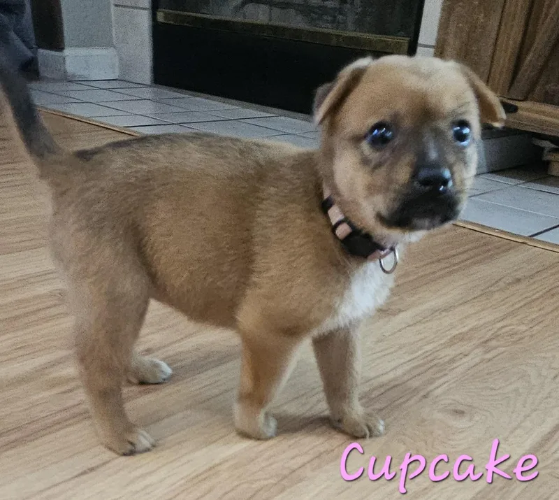 Cupcake thumbnail 4