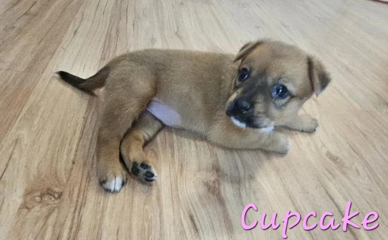 Cupcake thumbnail 6