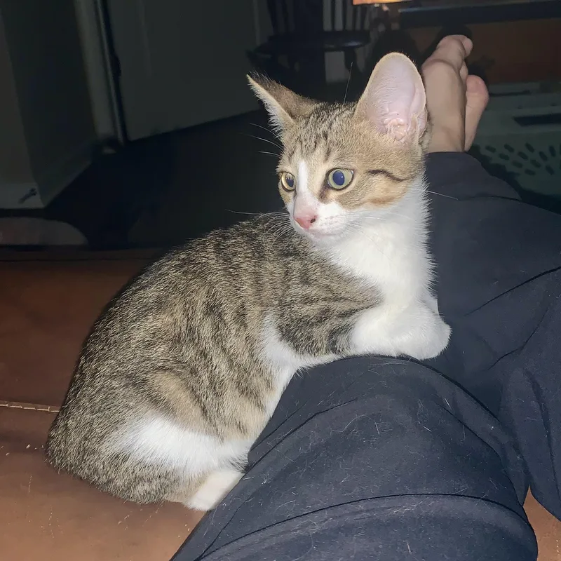 A baby small-sized male Tabby (Buff / Tan / Fawn) Domestic Short Hair cat named Scooter for adoption in Richmond, VA