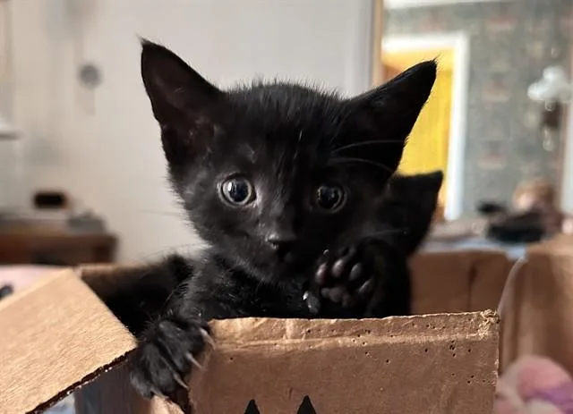 Lil' Cheddar