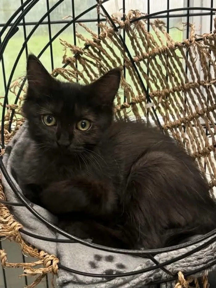 A young medium-sized female Domestic Long Hair cat named Rogue for adoption in Covington, VA