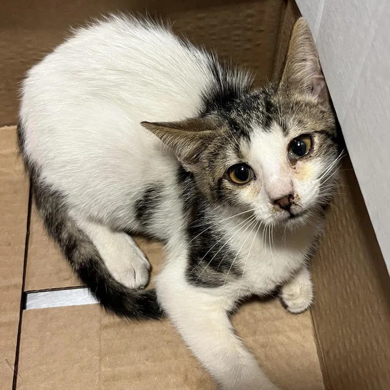 A baby small-sized male White Domestic Short Hair cat named Ford for adoption in Chattanooga, TN