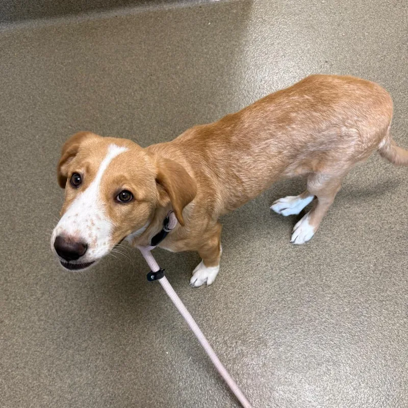 A baby medium-sized female Labrador Retriever dog named Sadie for adoption in Council Bluffs, IA