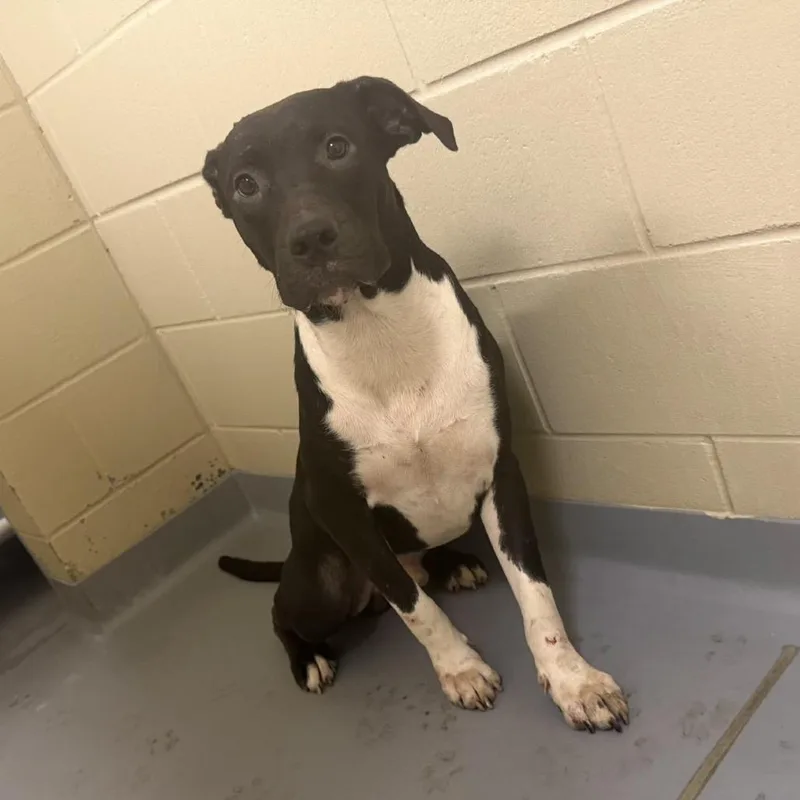 A young medium-sized male Black Mixed Breed dog named StraystStreetBQ for adoption in Columbus, GA
