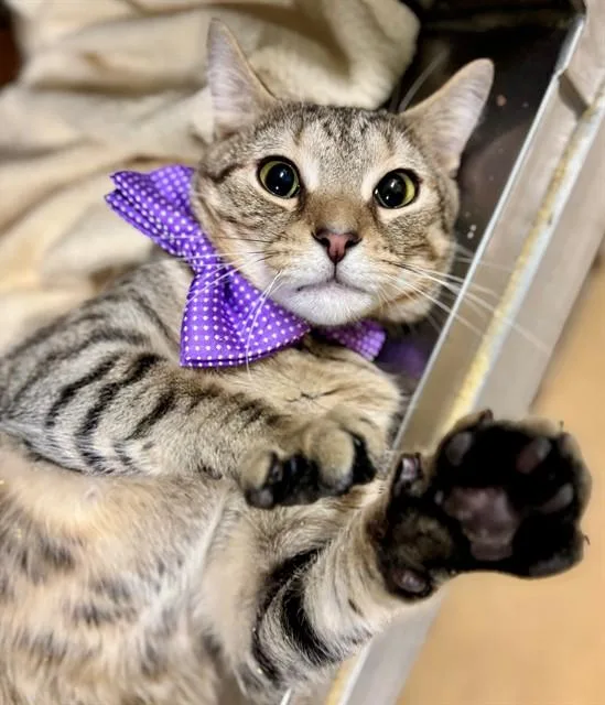 An adult large-sized male Domestic Short Hair cat named Manderly for adoption in York, SC