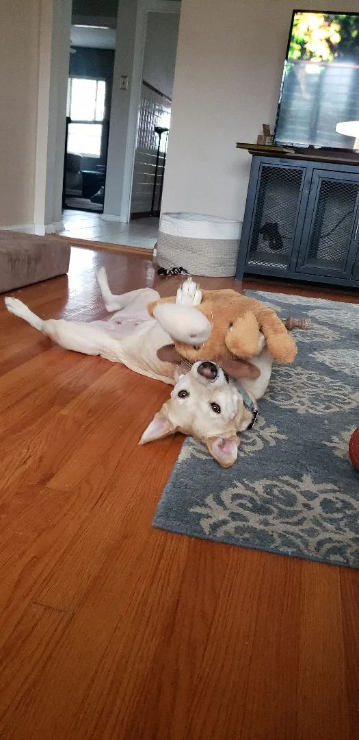 Prudence thumbnail 2