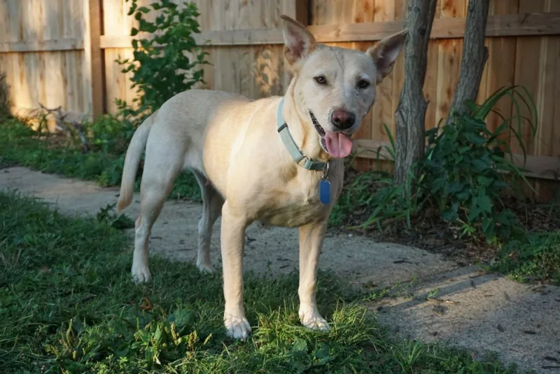 Prudence thumbnail 3