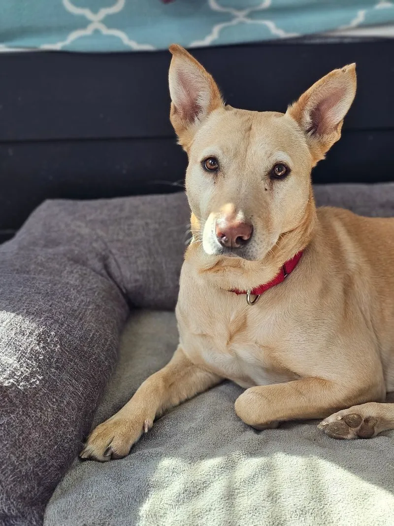 Prudence thumbnail 5