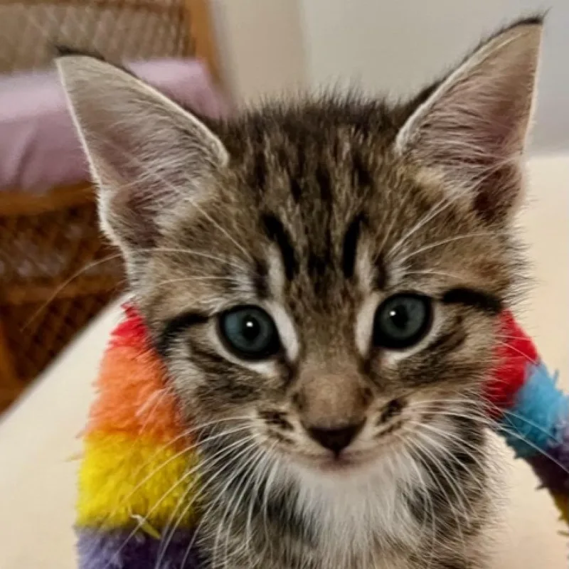 Toulouse thumbnail 2