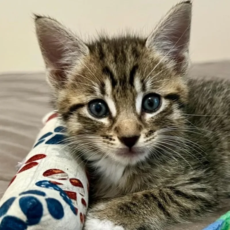 Toulouse thumbnail 3