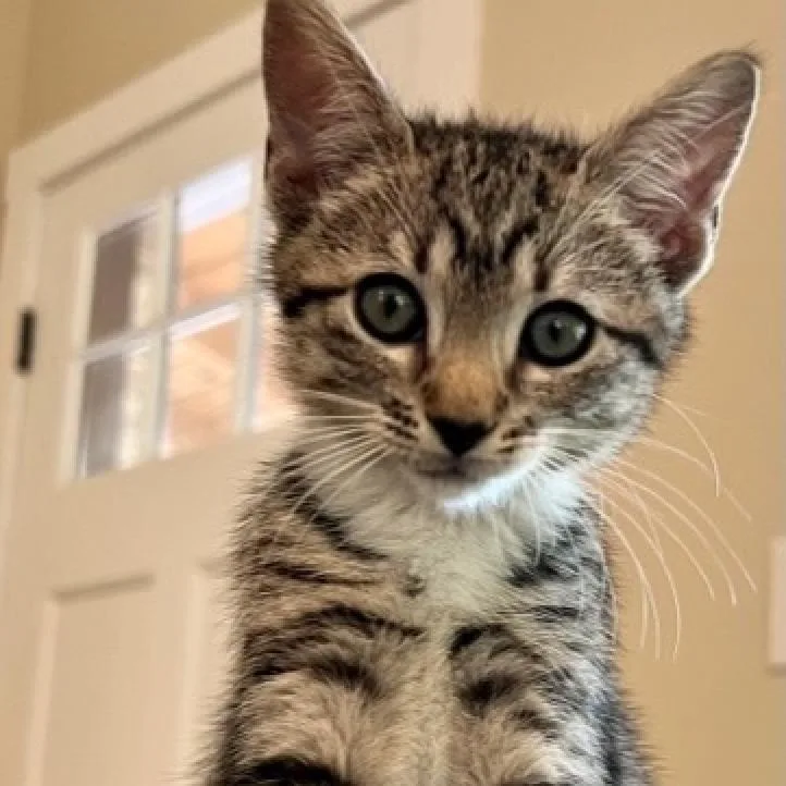 Toulouse thumbnail 4