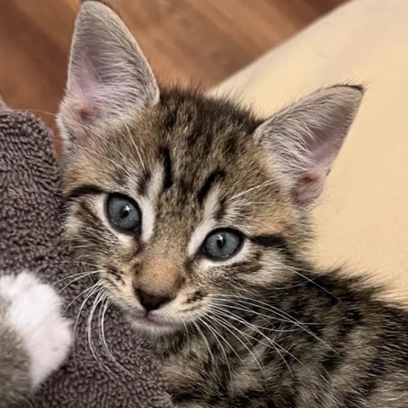 Toulouse thumbnail 5