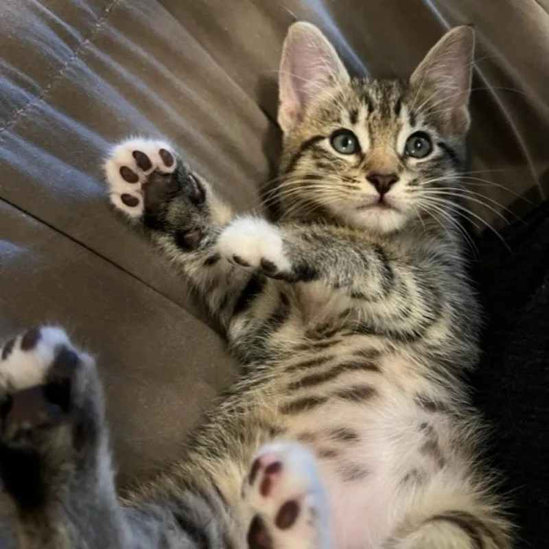 Toulouse thumbnail 6