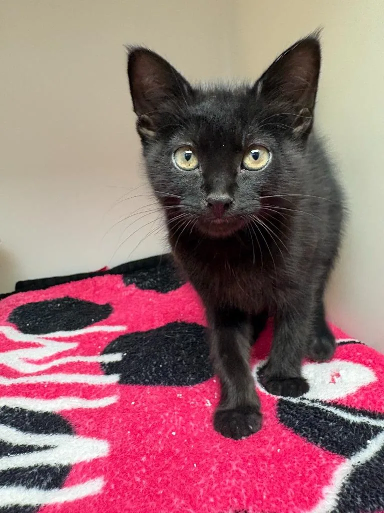 A baby medium-sized female Domestic Medium Hair cat named Celeste for adoption in Batesville, AR