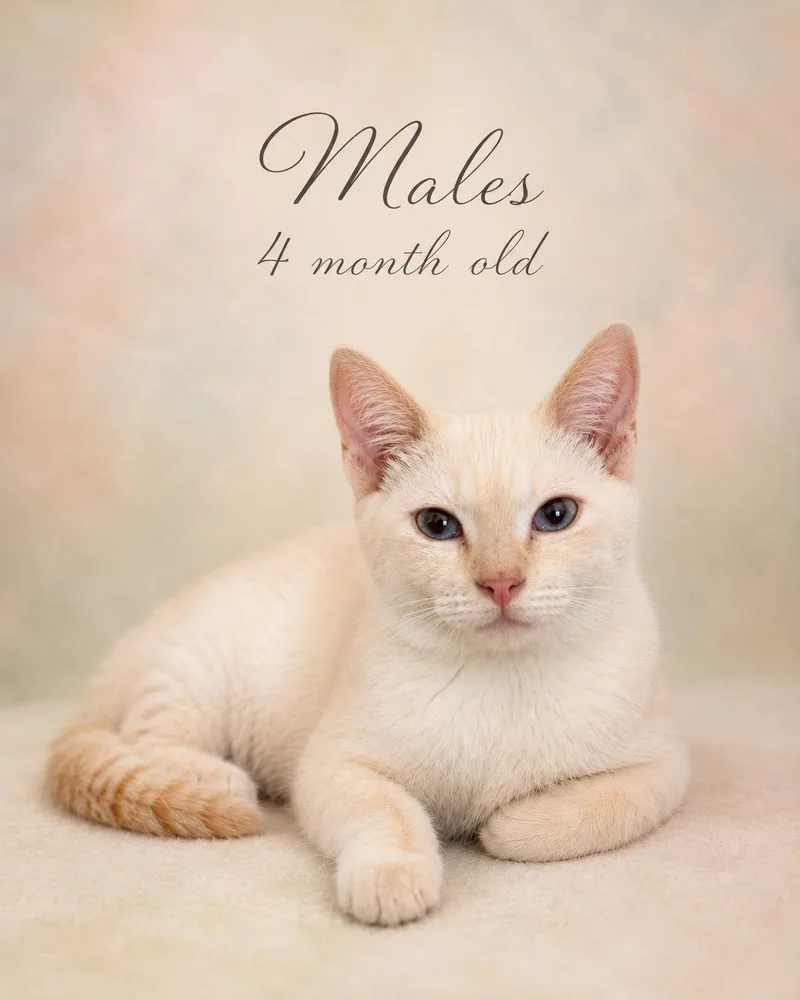 A young medium-sized male White Domestic Short Hair cat named Dolly And Duke for adoption in Reno, NV