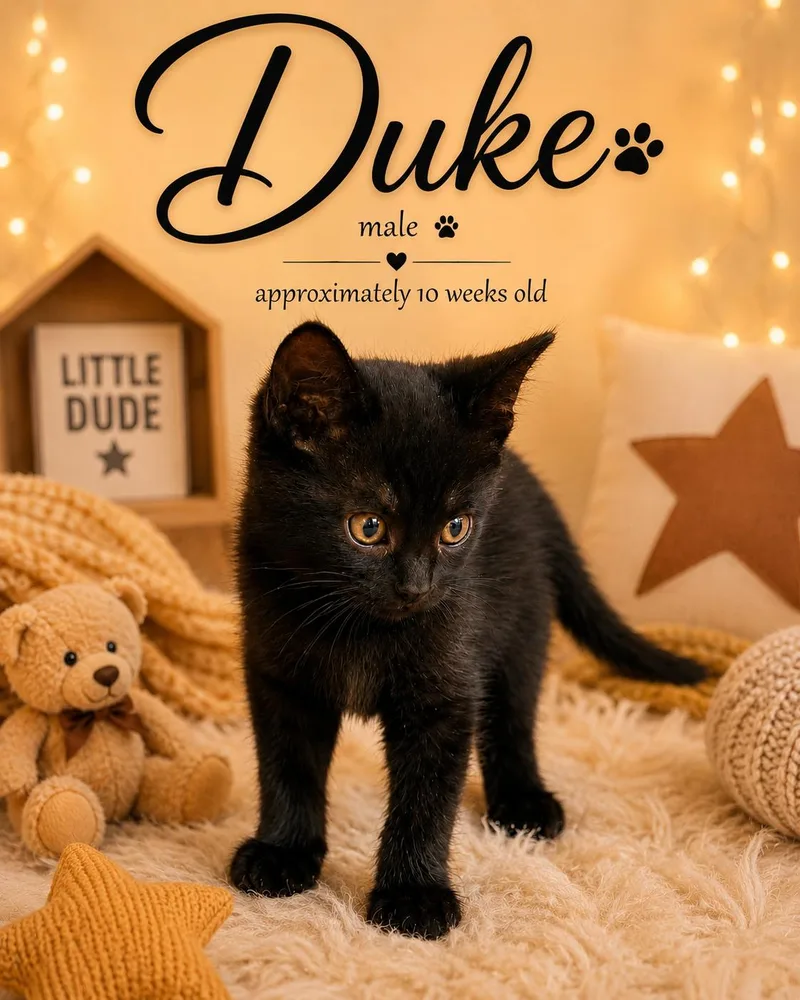 Dolly And Duke thumbnail 2