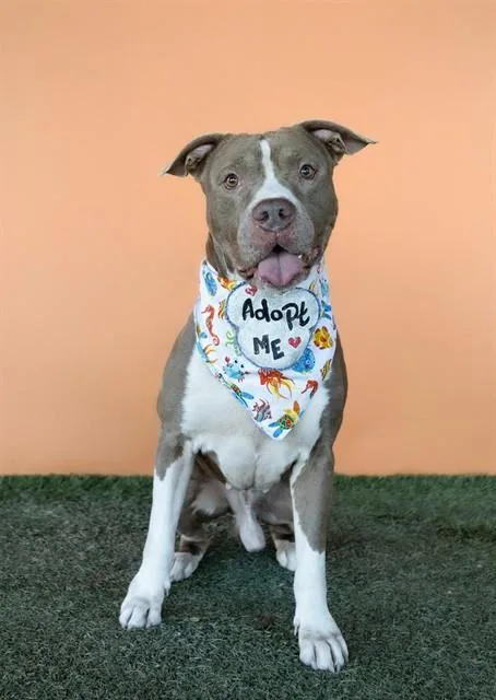 An adult large-sized male Terrier dog named Hudson for adoption in Miami, FL