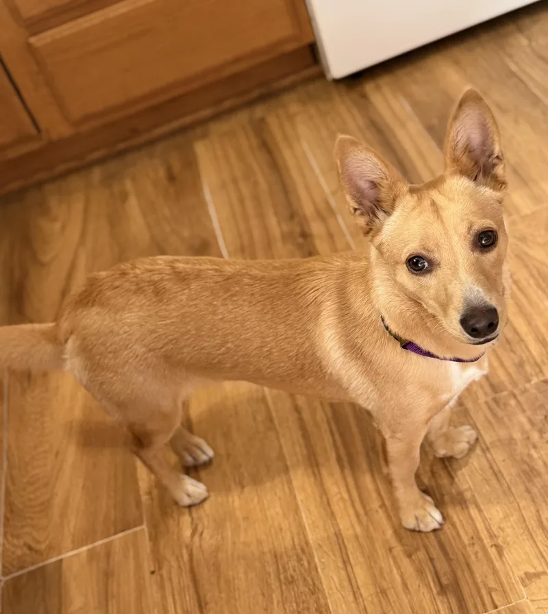 Bella