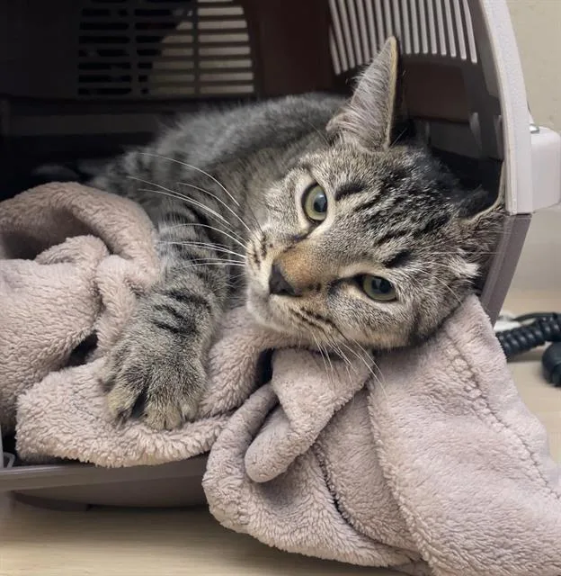 A young small-sized female Domestic Short Hair cat named Lieutenant for adoption in Centerville, MA