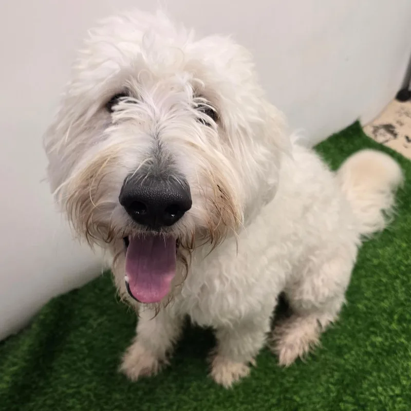 An adult large-sized male White / Cream Poodle dog named Fuzzbucket for adoption in Columbia, MO