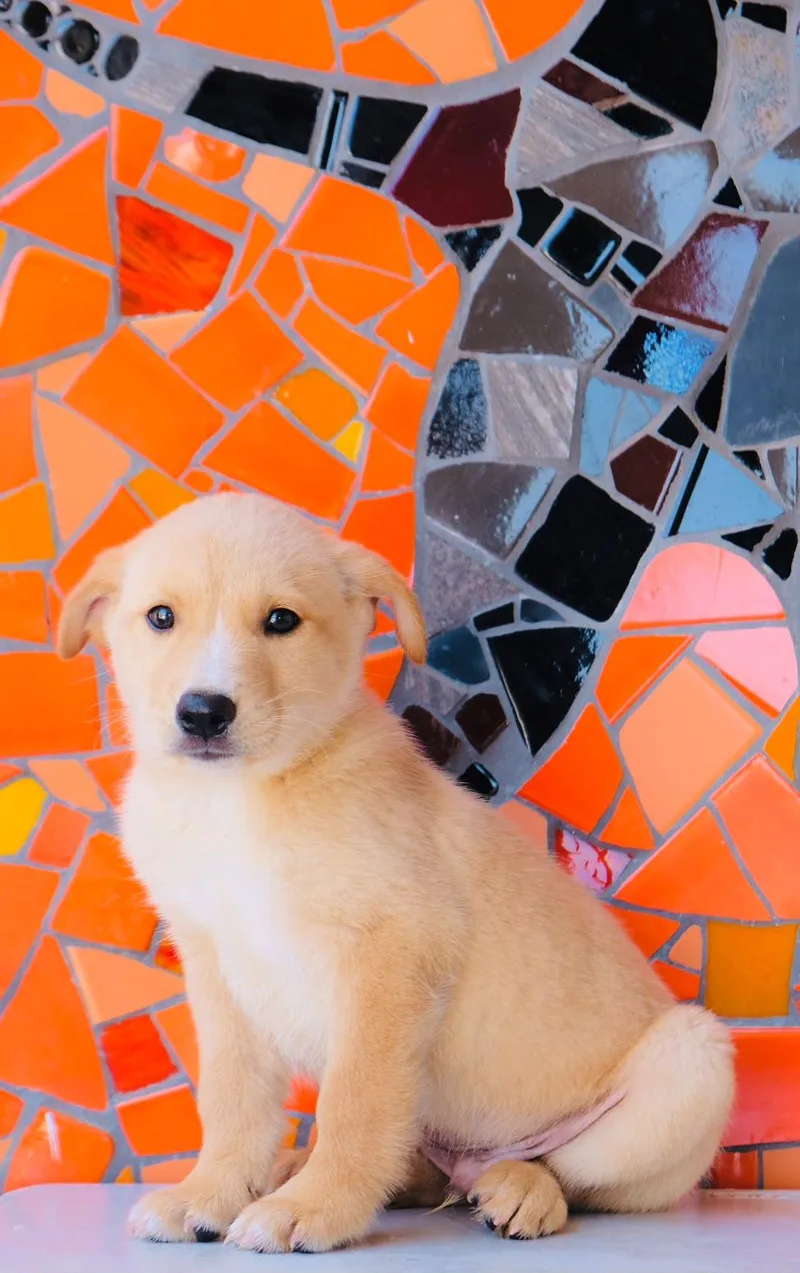 A baby medium-sized male Golden Retriever dog named Spain Pup—Bilbao for adoption in San Diego, CA